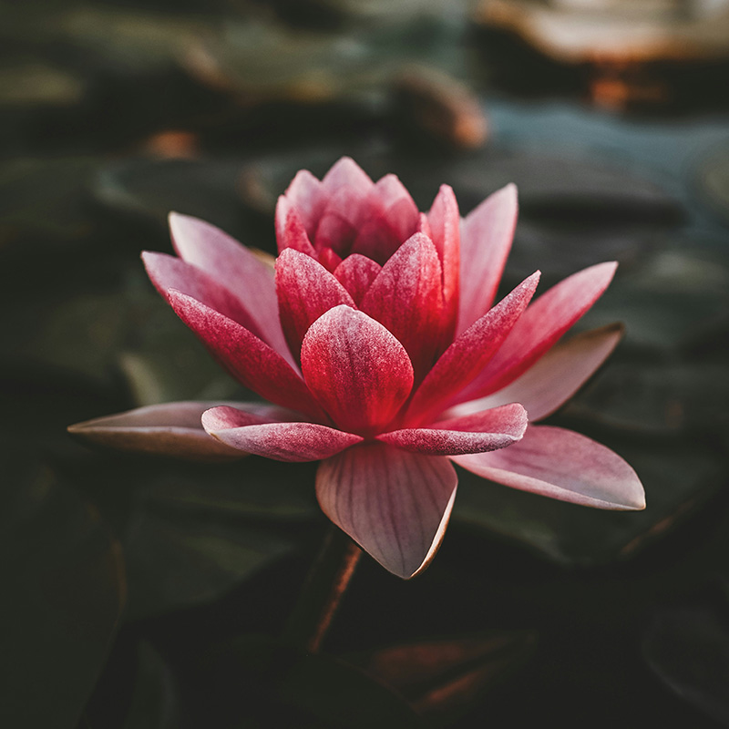 Fleur de lotus